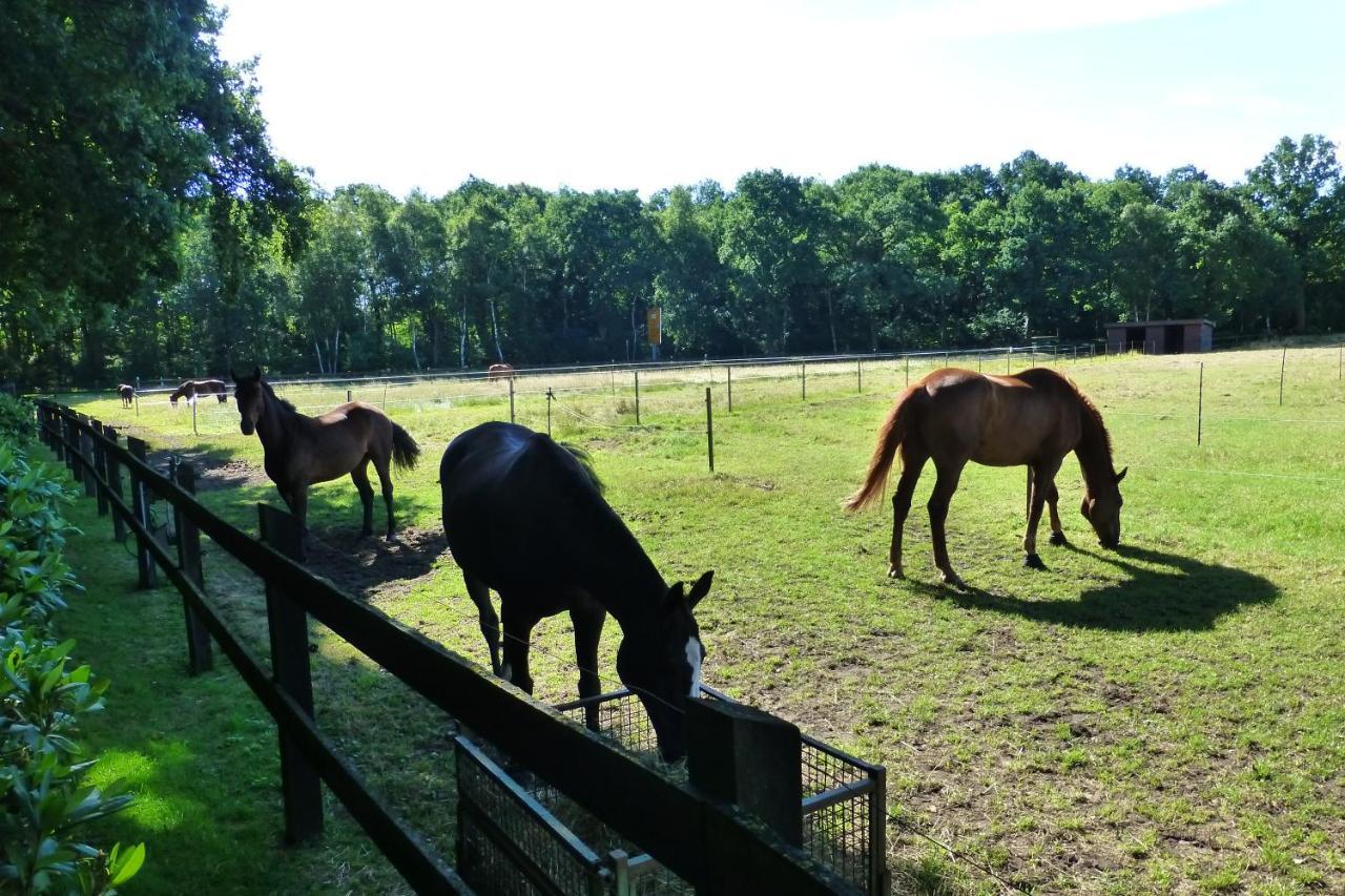 Grosse Ferienwohnung, Auf Bauernhof Mit Ponys Und Pferden, Laendlich Und Ruhig, Naehe Duemmer See Holdorf Esterno foto